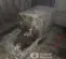 2021 HYFLEX 321EHP