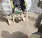 2023 VERSAMATIC E3PP5T559A Pump