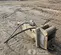2019 Kent KF9FSP Attachment