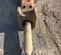 2019 Epiroc EC 155T Attachment